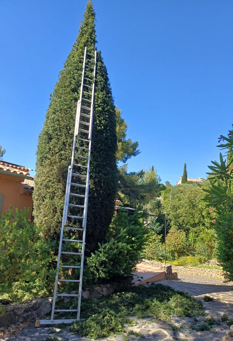Taille cyprès