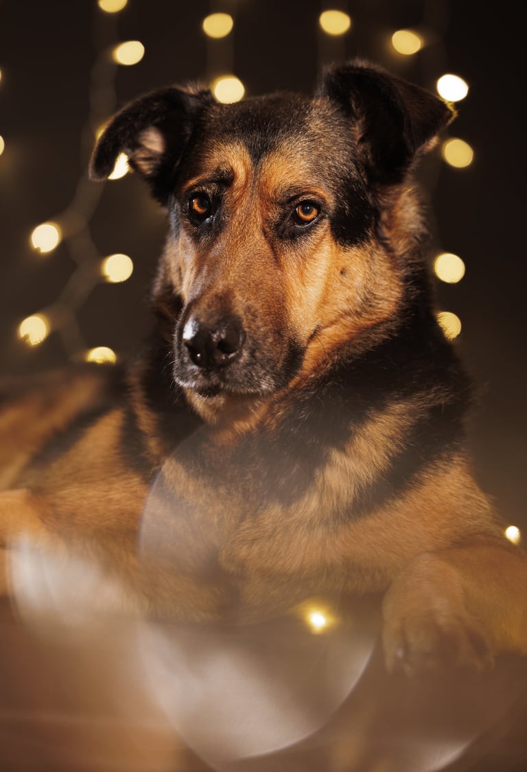 Portrait chien studio finistère brest