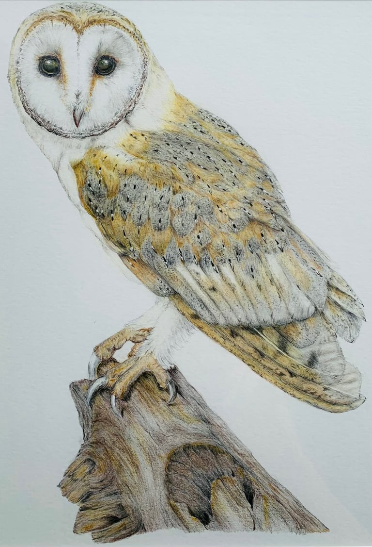 Owl