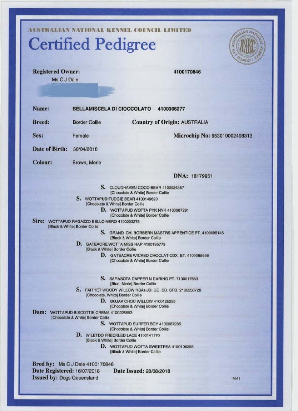 pedigree papers 