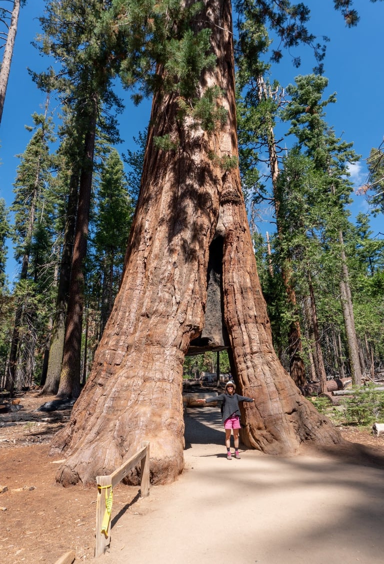 California Tunnel Tree