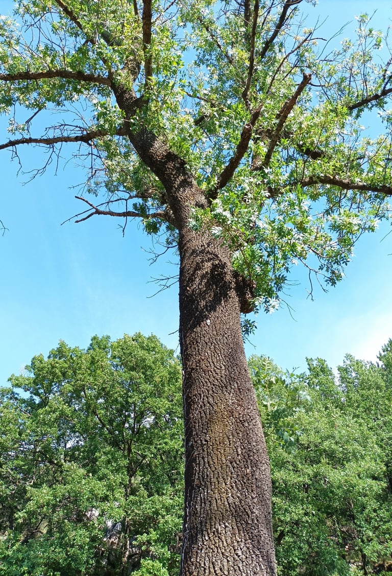 Our shady ash tree is sick
