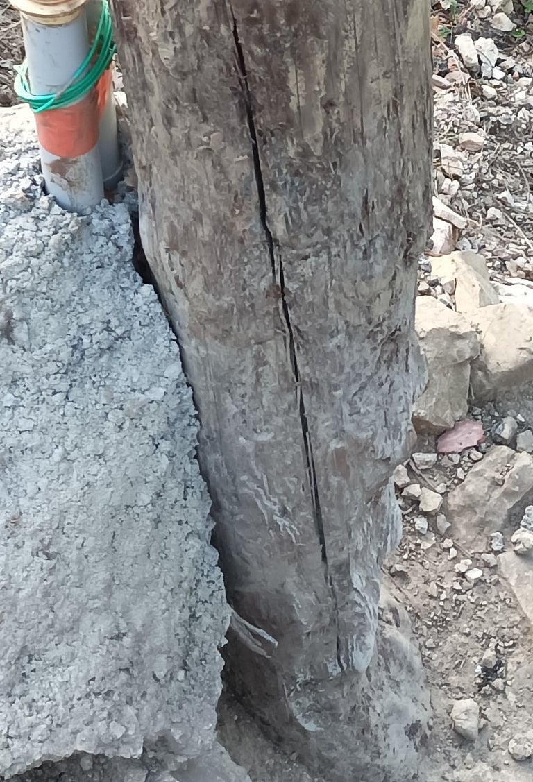 Electricity pole, or sanglier scratching post?