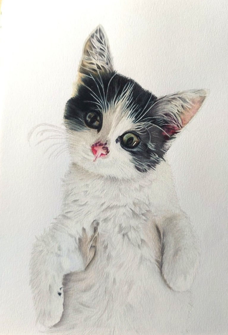 Realistic hand drawn pet portrait of a black and white kitten