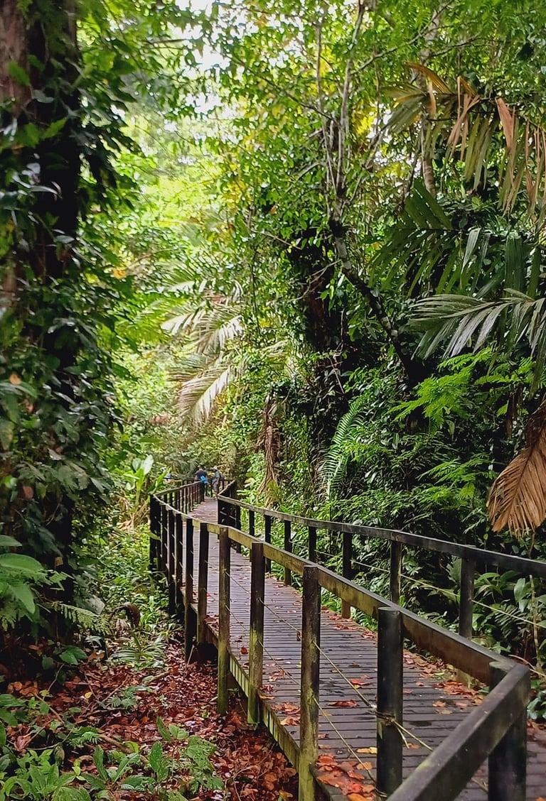 get lost in the jungle