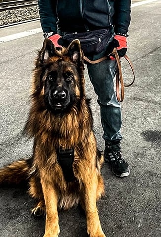 photo of smiling man standing at train station with young German Shepherd