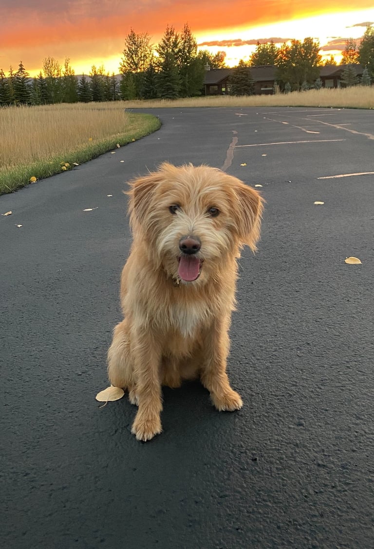 A scruffy golden terrier mix dog sitting on an asphalt driveway during a vibrant orange sunset.