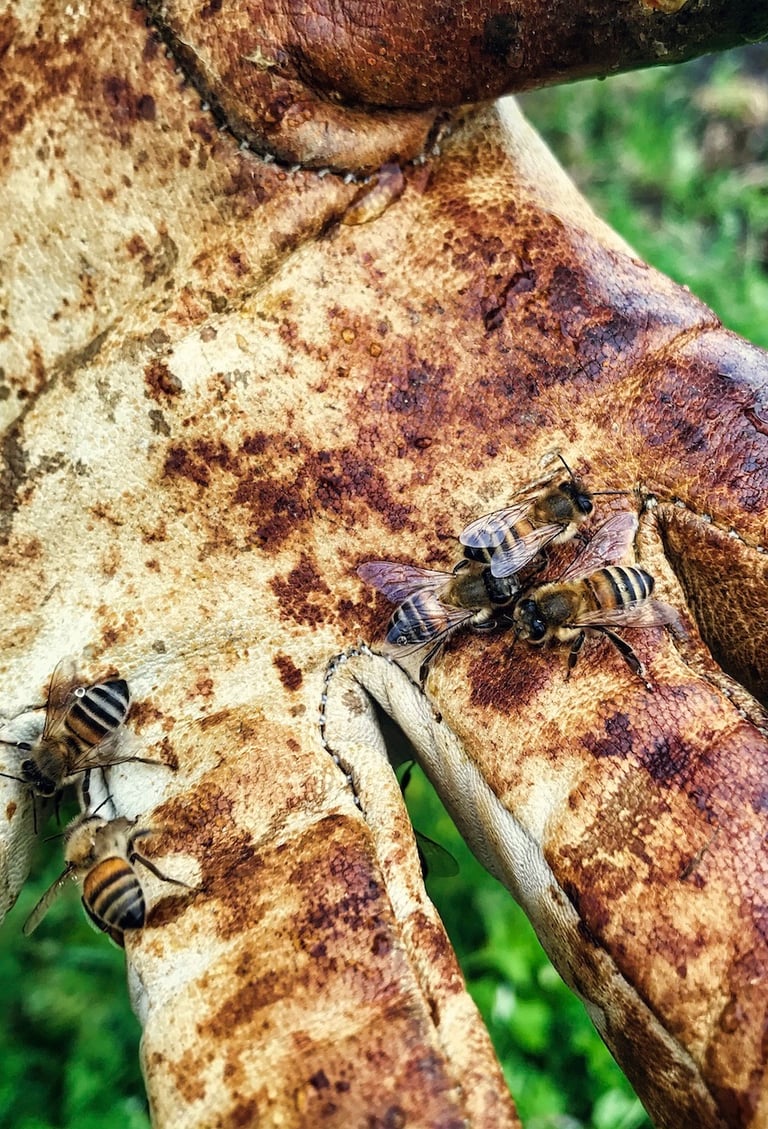 Bienen auf Imkerhandschuh