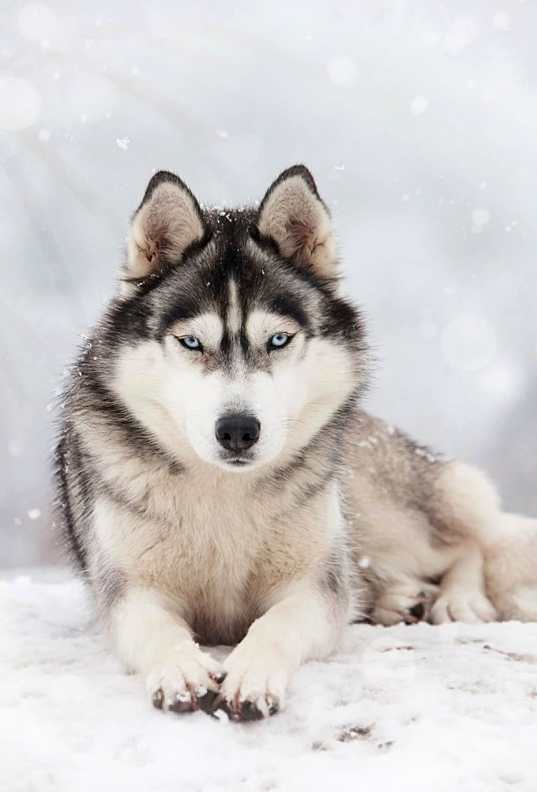 Husky-Erlebnisse, Husky-Ausfahrten, Husky-Trekkingtouren, Husky Abenteuer, Dietfurt, Bayern