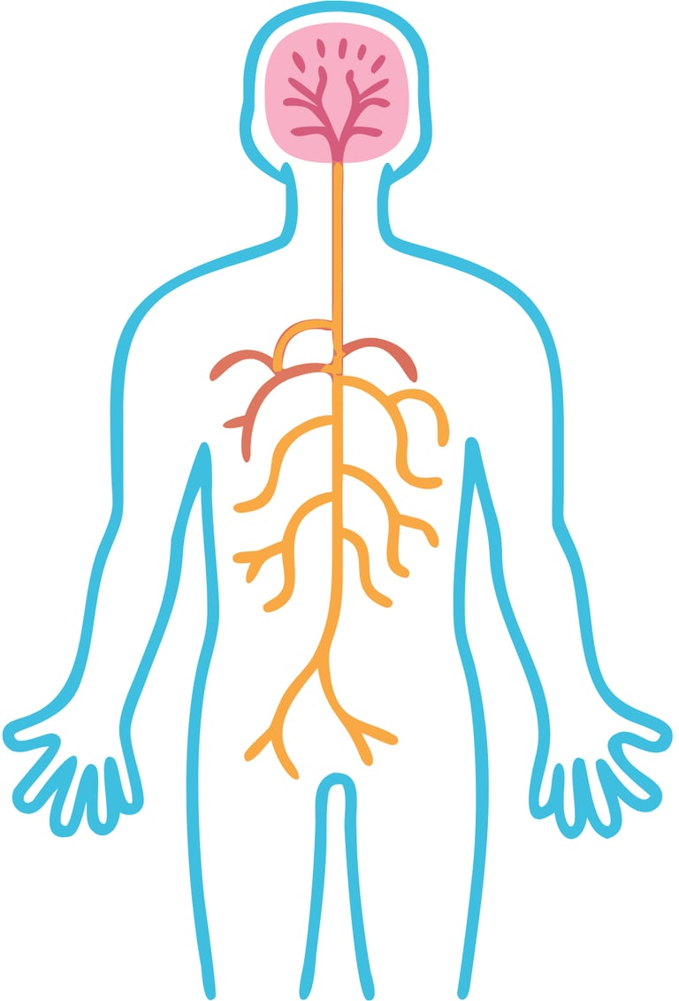 Diagram of the human central nervous system