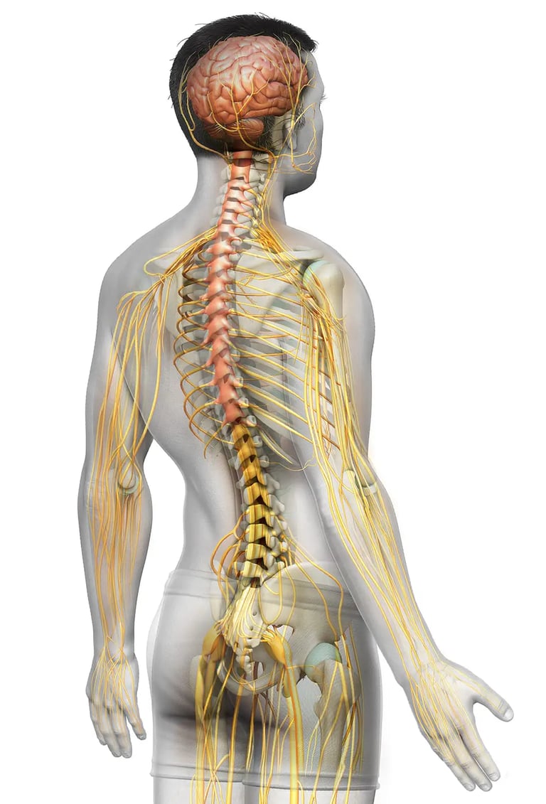  Quiropráctico en Mérida - Arturo Quiroz - Columna vertebral - sistema nervios - Salud y bienestar