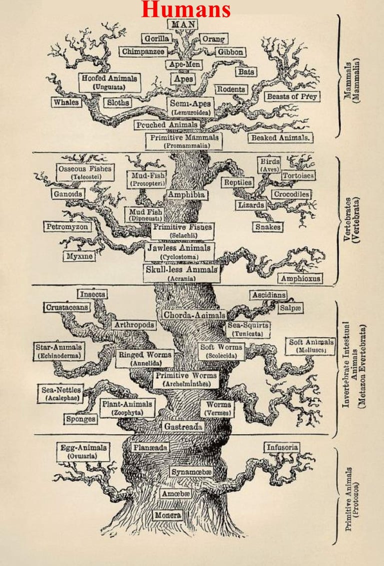 Haeckel's 19th-century phylogenetic tree (1879)