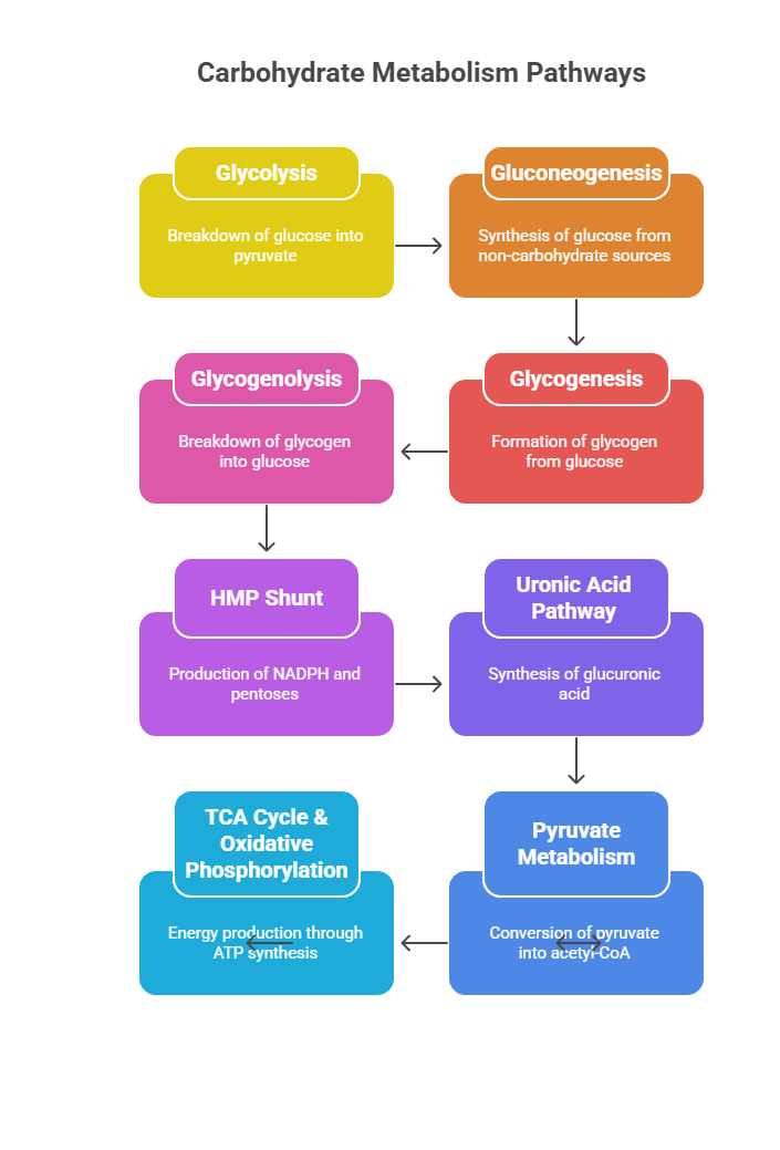 major pathways of carbohydrate metabolism