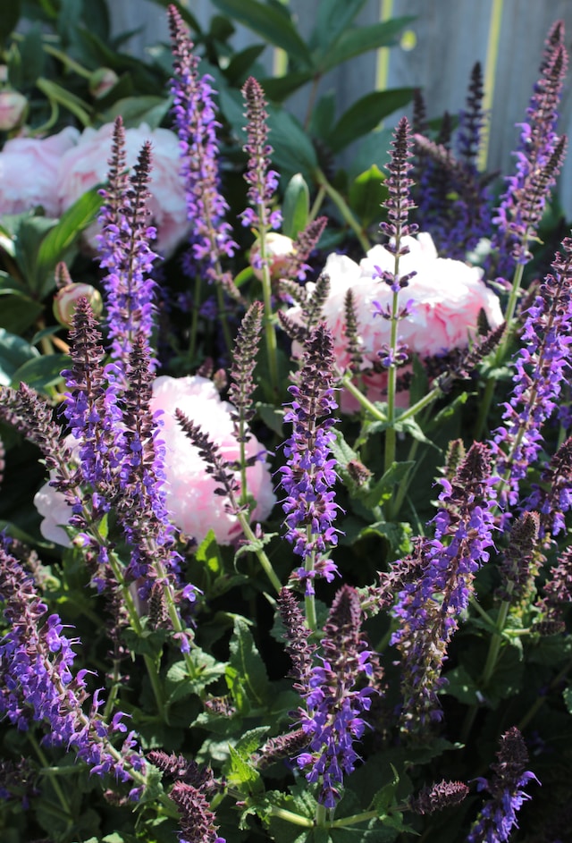 multiple drought resistant purple Salvia flowers in full sun
