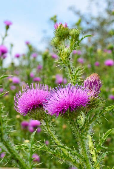 milk thistle farm