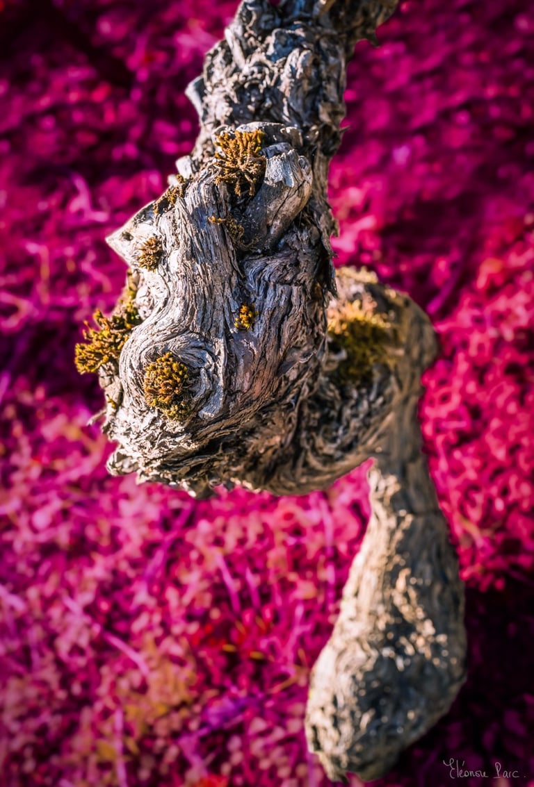Cep ancien ressemblant à un visage, photographie artistique de vignes.