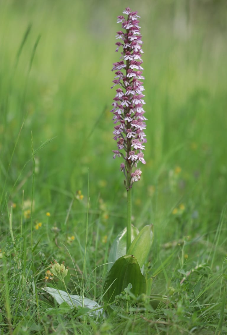 Orchideen-Hybriden können enorme Größen erreichen (Hybrid-Knabenkraut).