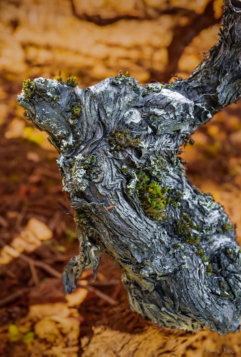 Vieille vigne aux formes tortueuses, photographie d’art expressive.