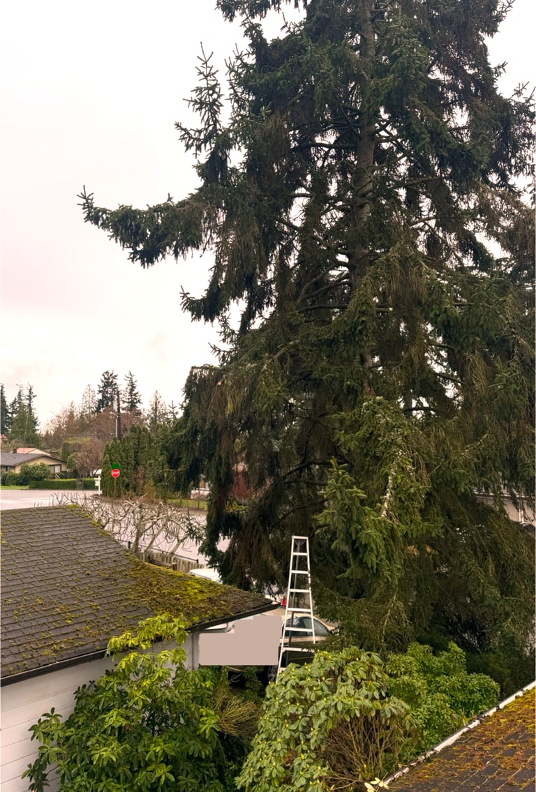 Evergreen tree being trimmed away from roofline in Bothell WA