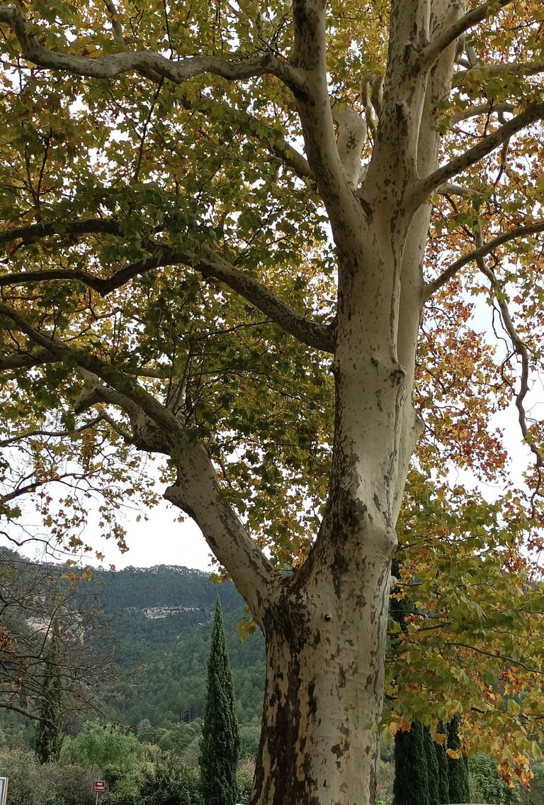 Has Autumn really come to Gourgas?