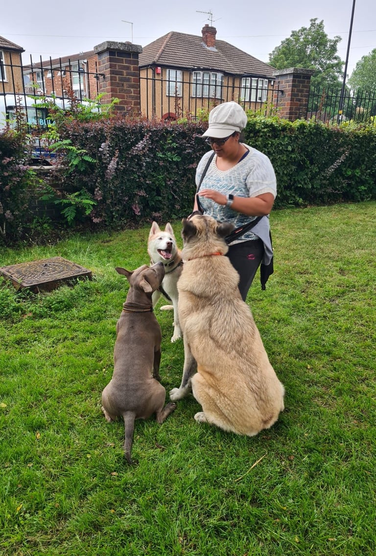 Local dog trainer with three well-behaved and controlled dogs in N9, Edmonton