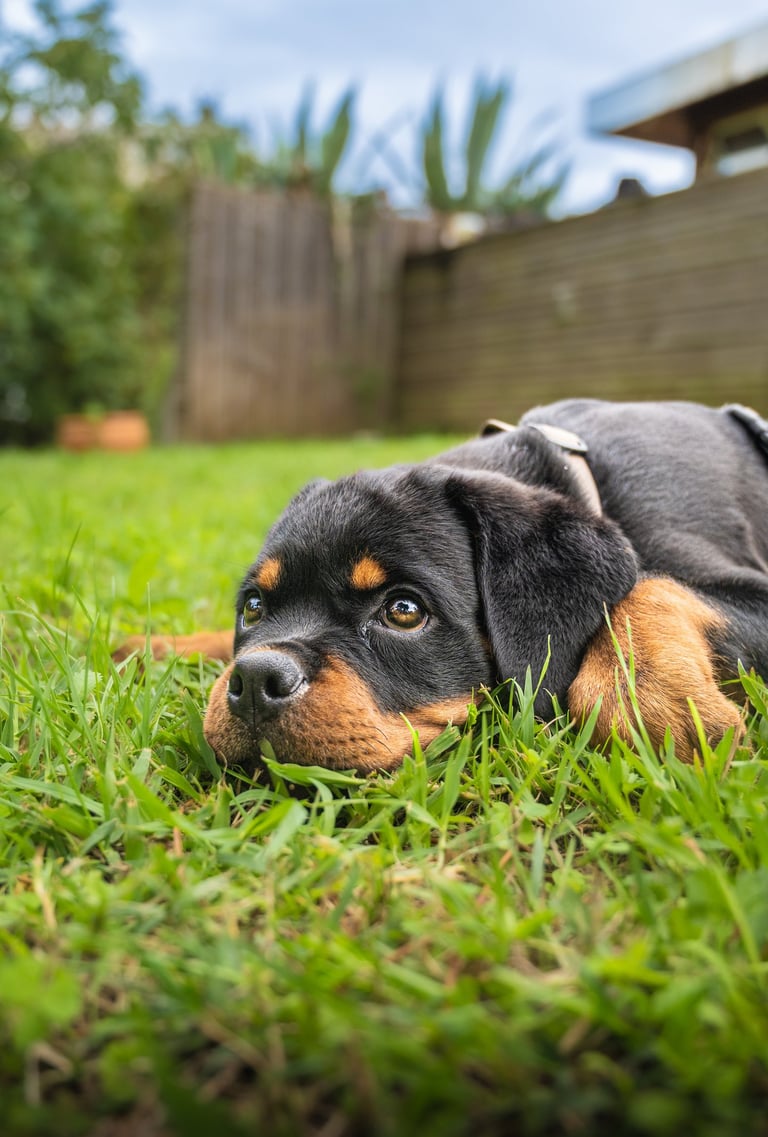 Portrait animalier d’un chiot rottweiler allongé dans l’herbe, par Théo Vonderscher