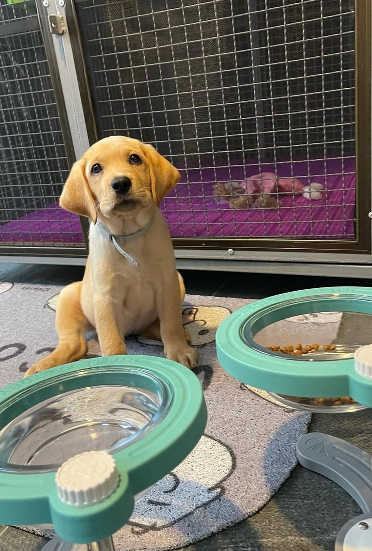 Labrador Retriever Puppies for Sale