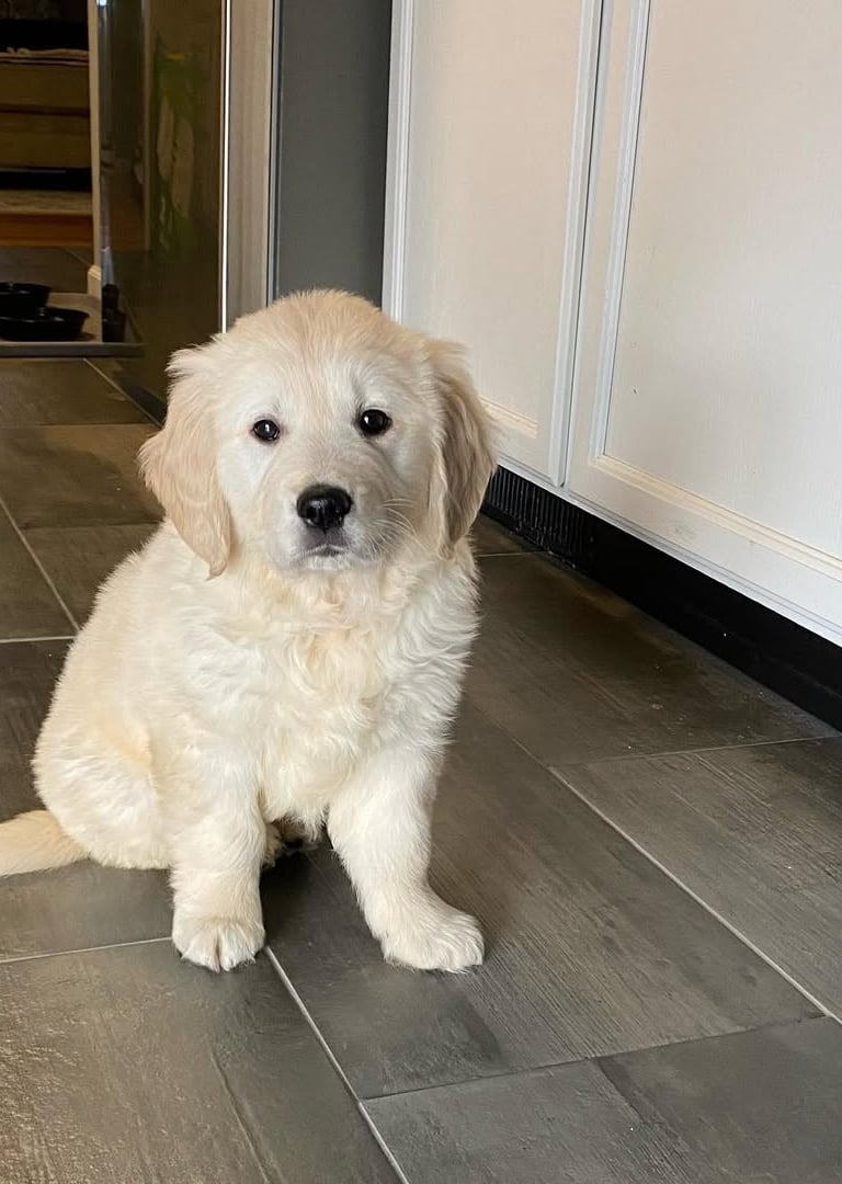Golden Retriever Puppies for Sale