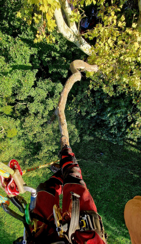 arboriste grimpeur encordé et marchant sur une branche 