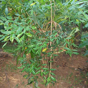 a small tree in a garden with a small tree