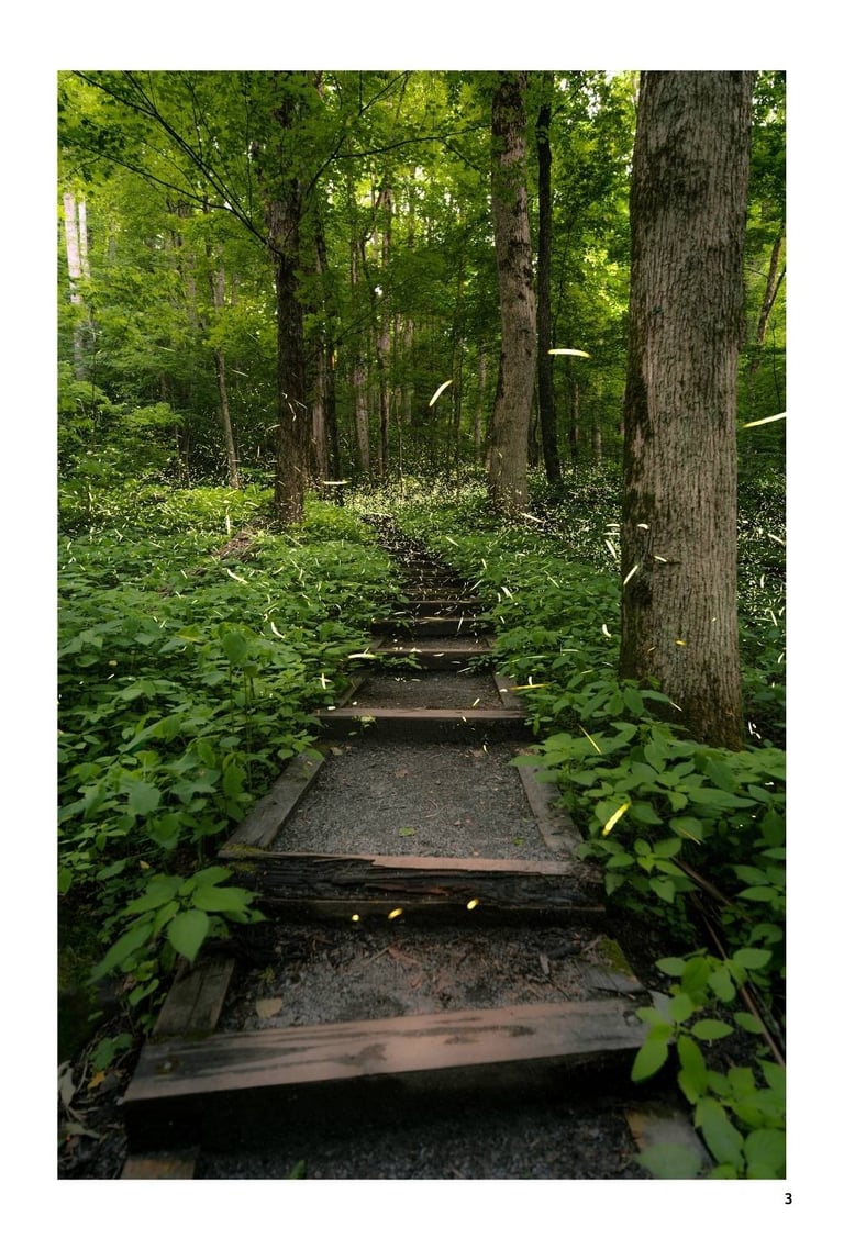 A wooden staircase trail through a lush green forest filled with synchronous fireflies at dusk.