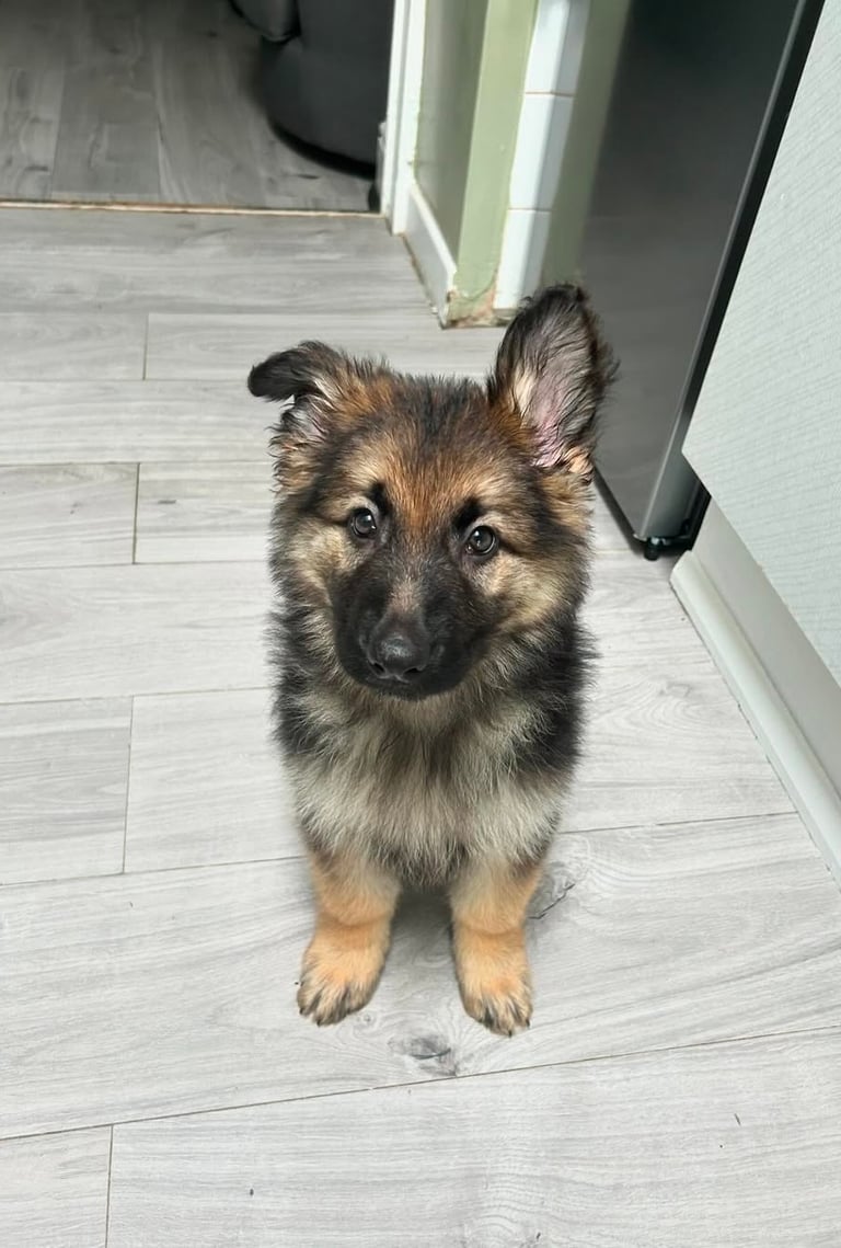 German Shepherd puppies for sale