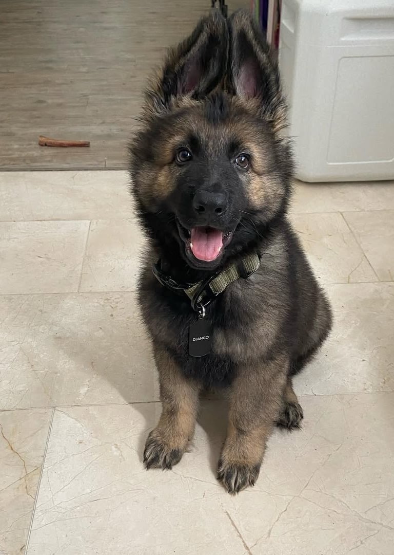 German Shepherd puppies for sale