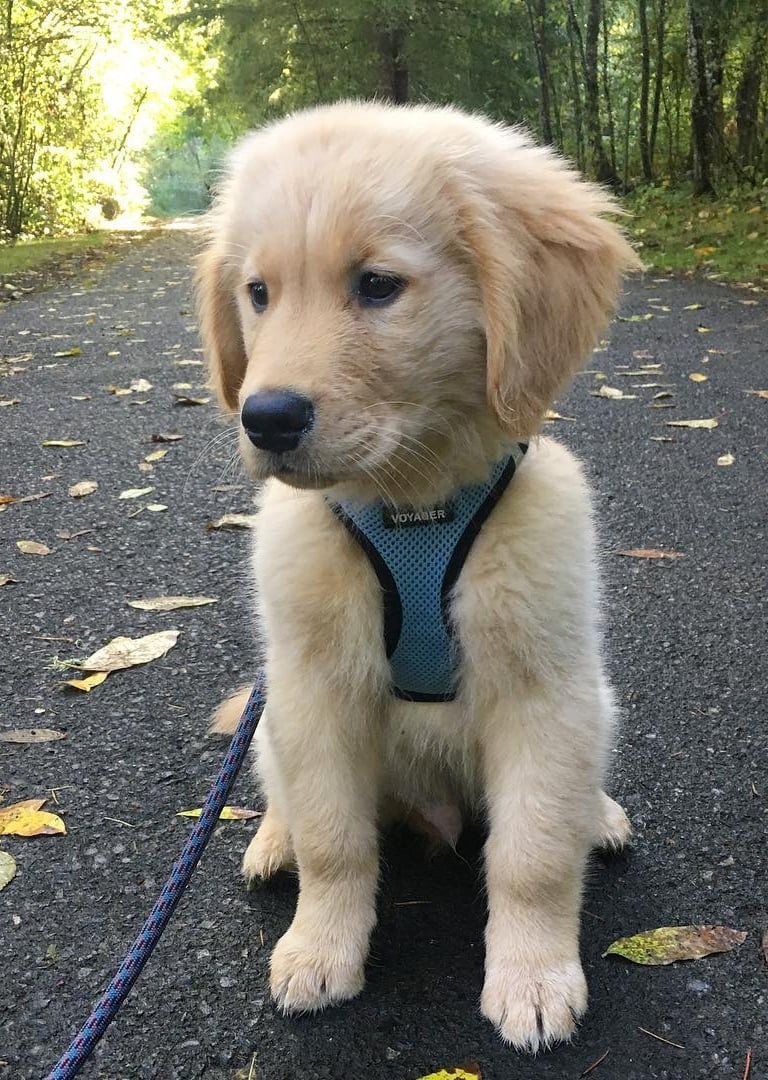 Golden Retriever Puppies for Sale