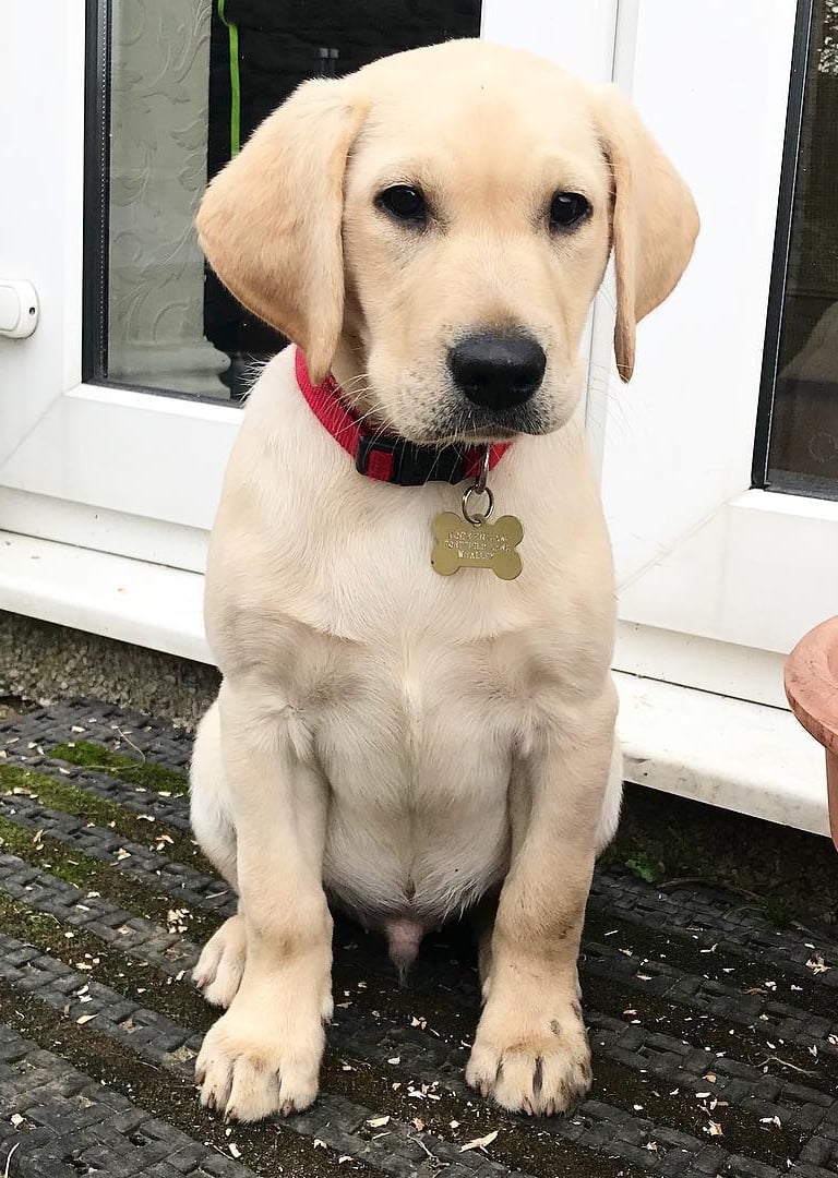 Labrador Retriever Puppies for Sale