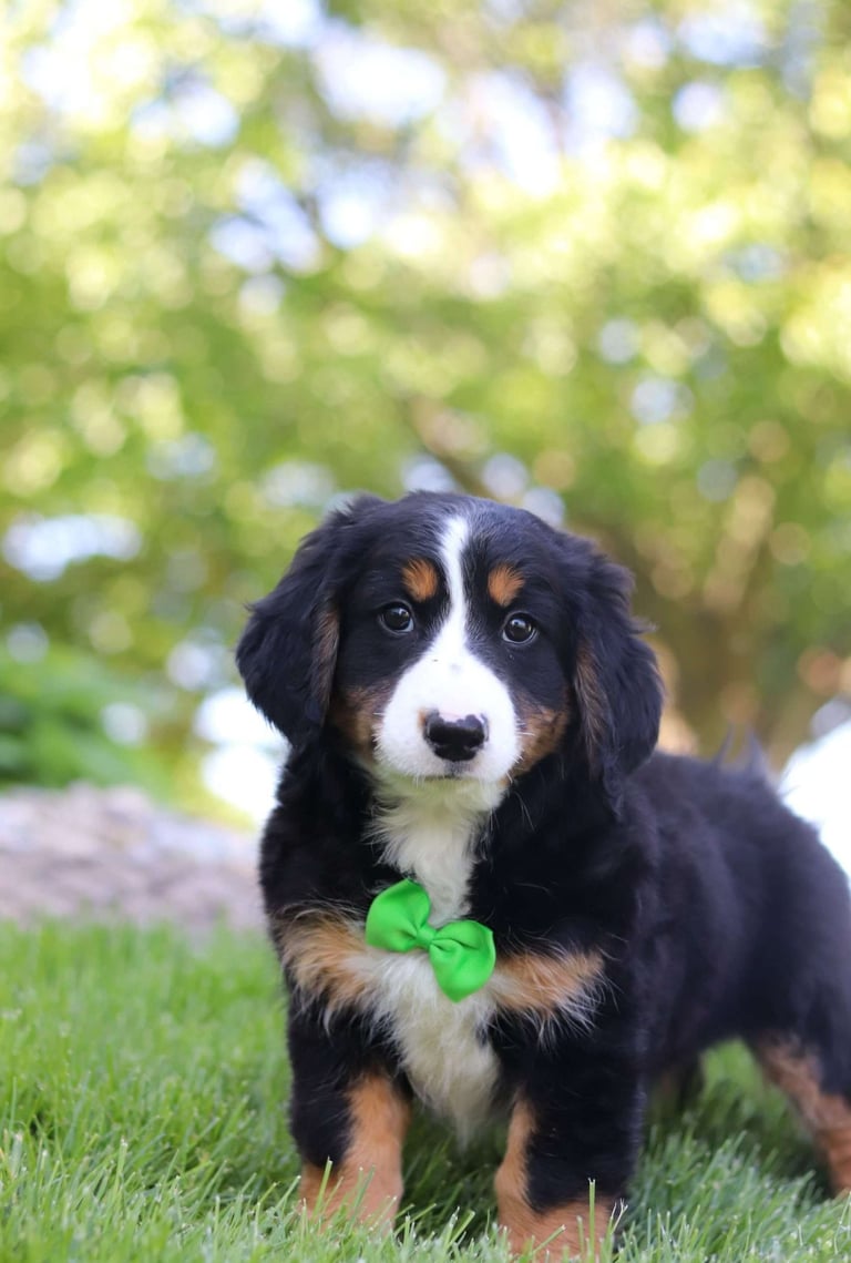 Australian Mountain Doodle Puppies for Sale