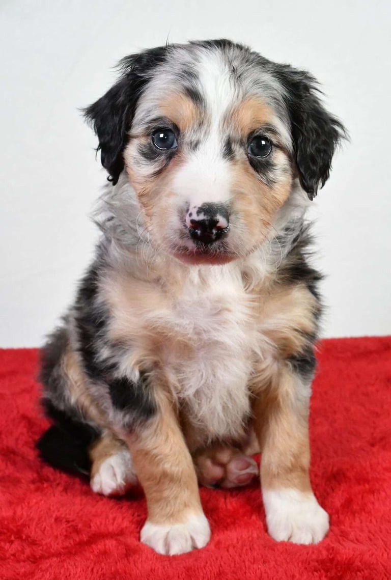Australian Mountain Doodle Puppies for Sale