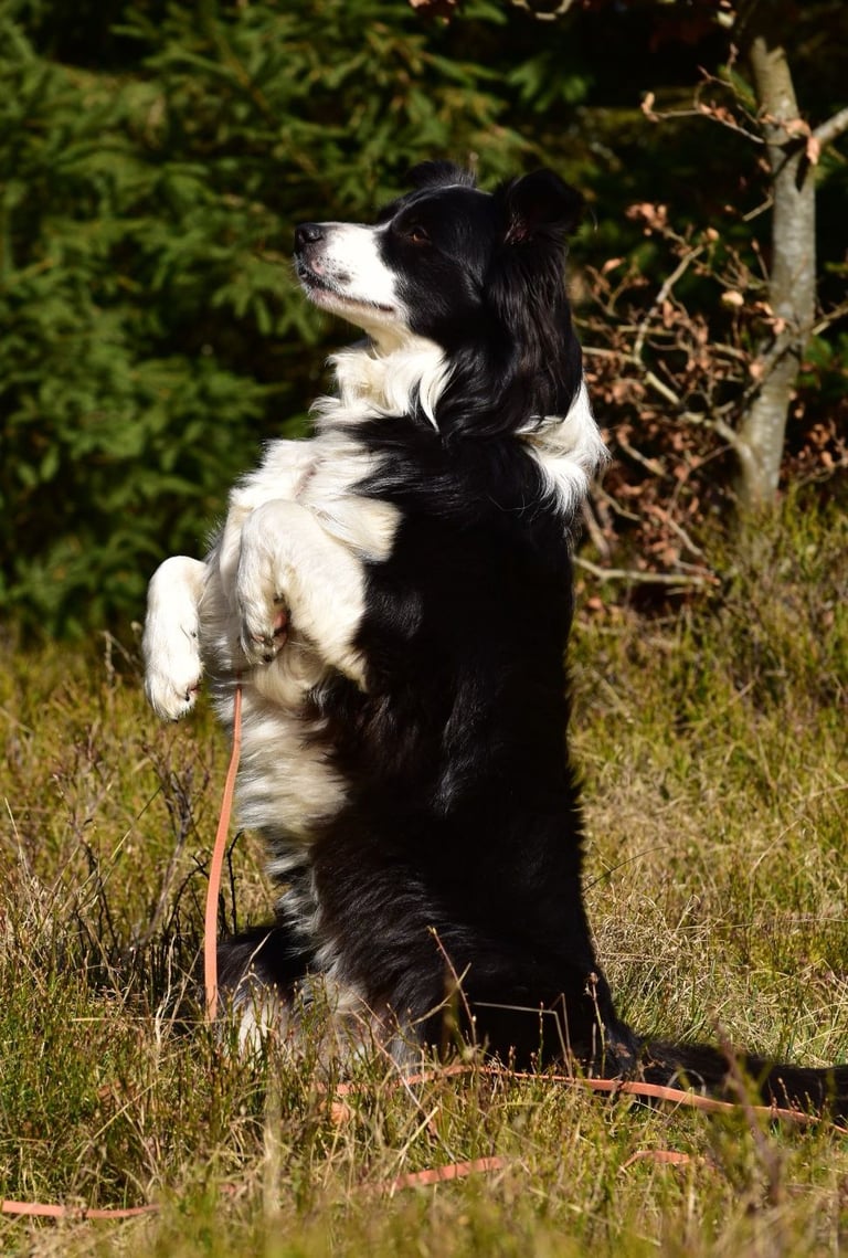 Ein schwarz-weißer Border Collie sitzt aufrecht auf den Hinterbeinen auf einem grasbewachsenen Feld.