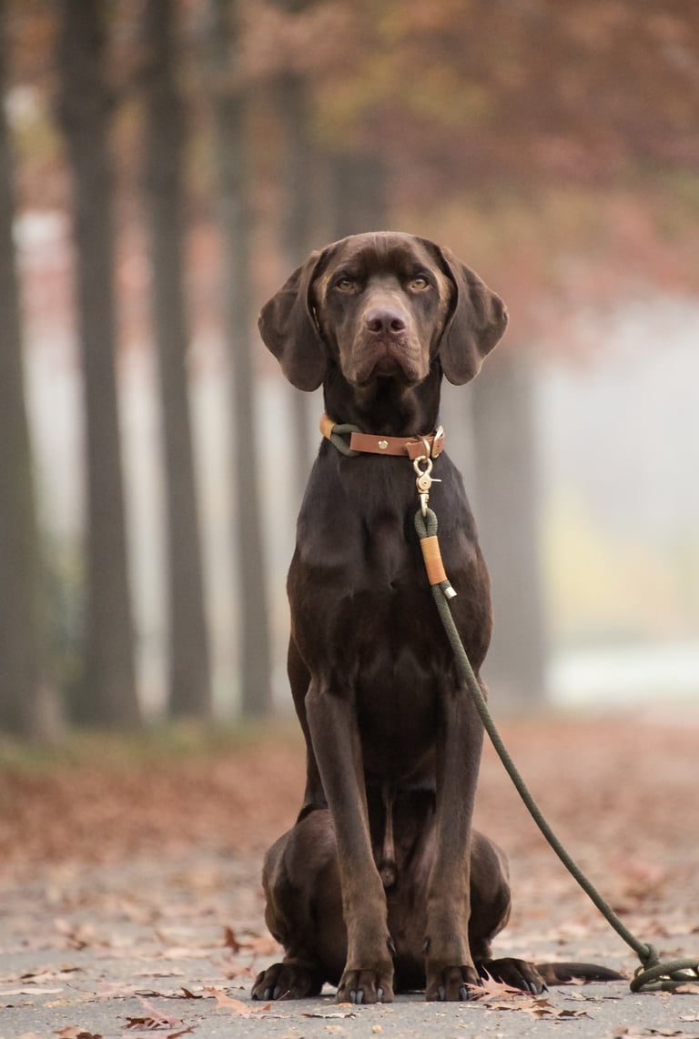 Chien accompagné par un comportementaliste animalier en Loire-Atlantique pour retrouver une relation