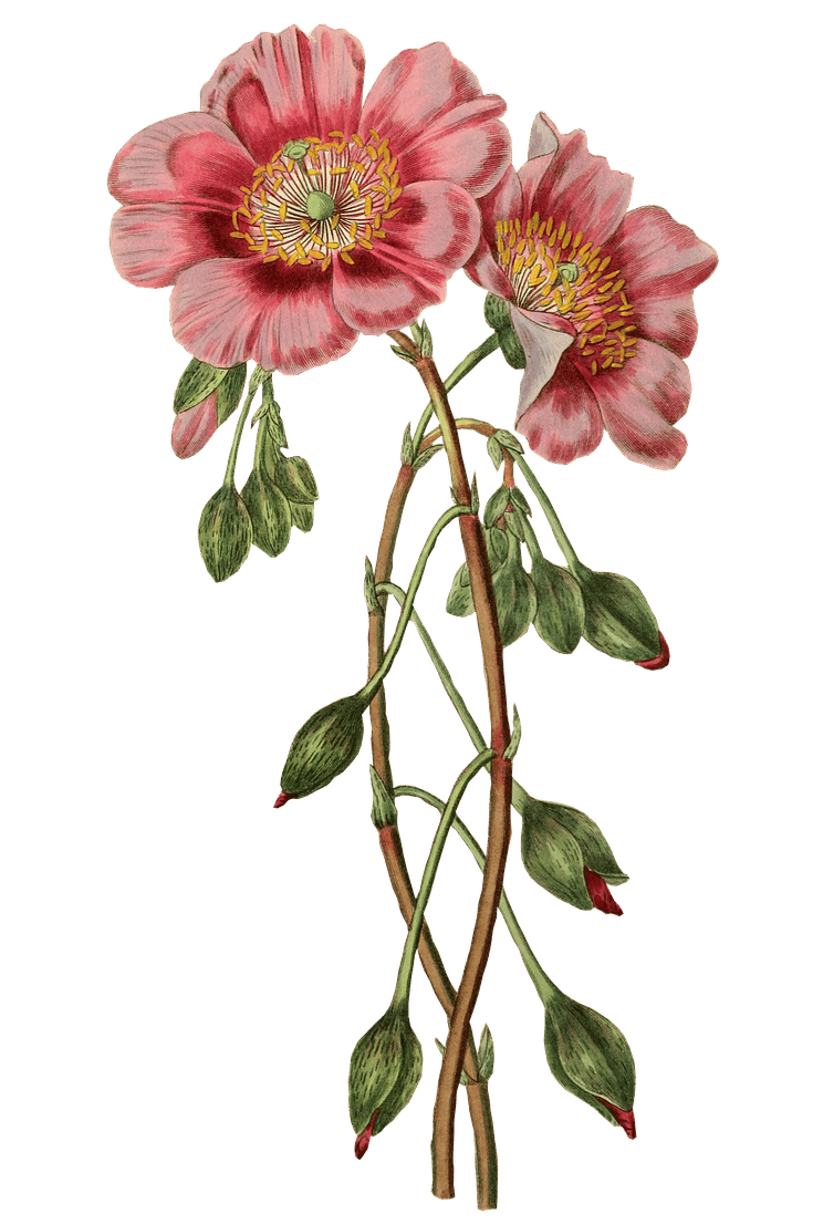 Vintage botanical illustration of a pair of pink flowers.
