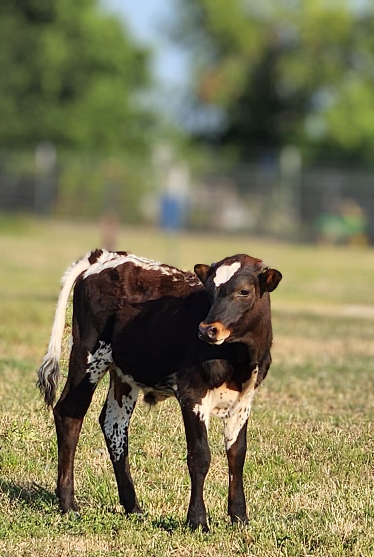 Miniature longhorn bull calf