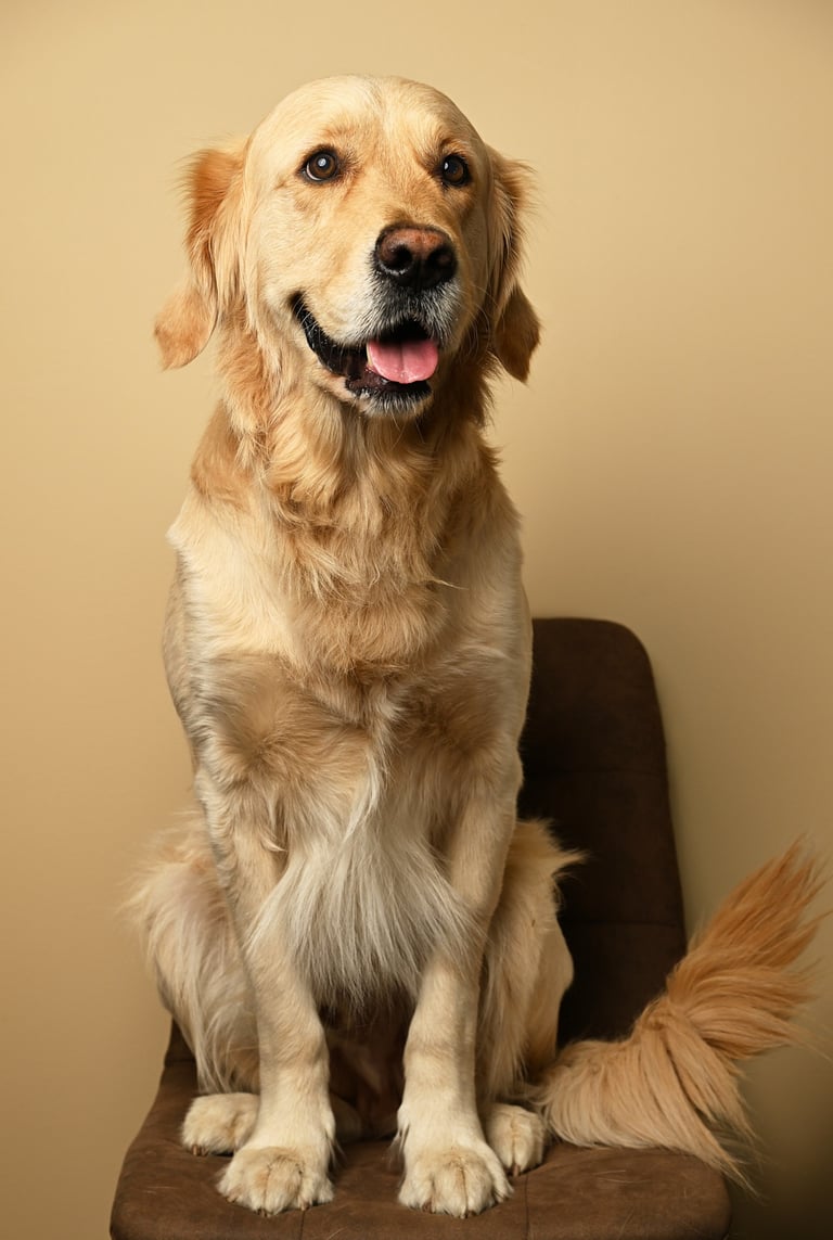 a golden retriever sitting on a chair with the tongue out