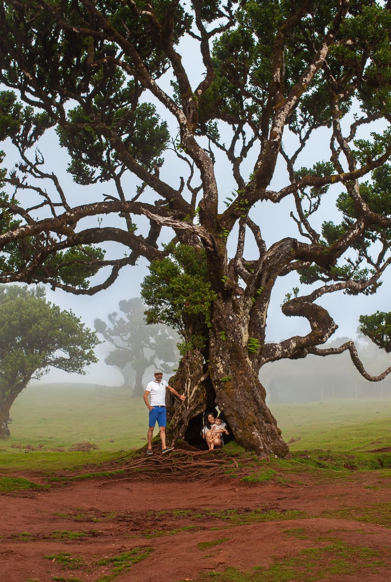 Family portrait under dramatic gnarled ancient tree with misty atmospheric conditions at Fanal Forest