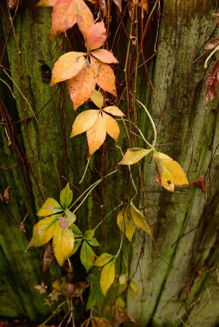 An abstract photography of an autumn leafs. Author: Slawek Dejneka