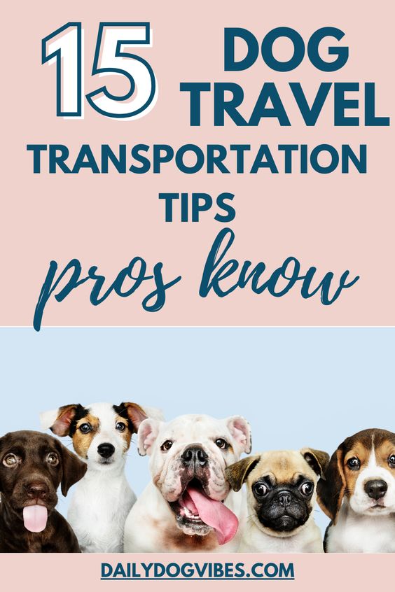 dog travel transportation tips