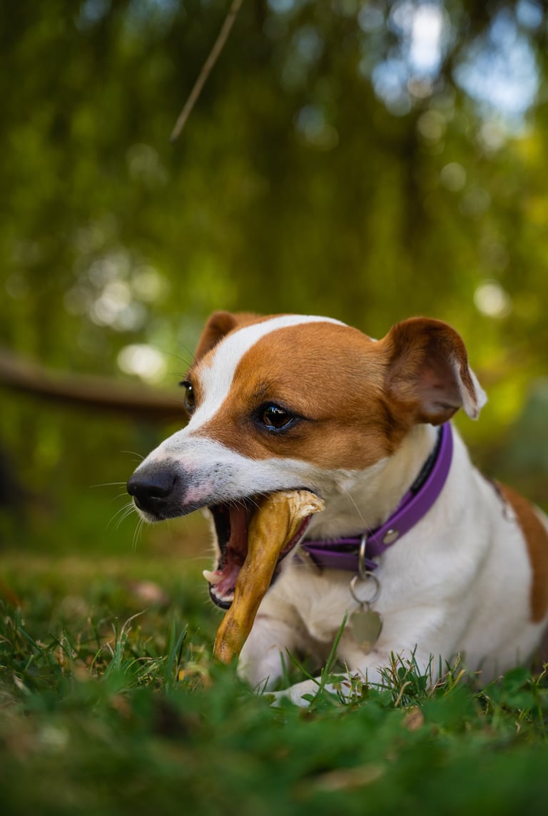 Portrait animalier d’un jack russell terrier mâchant un jouet en herbe, par Théo Vonderscher