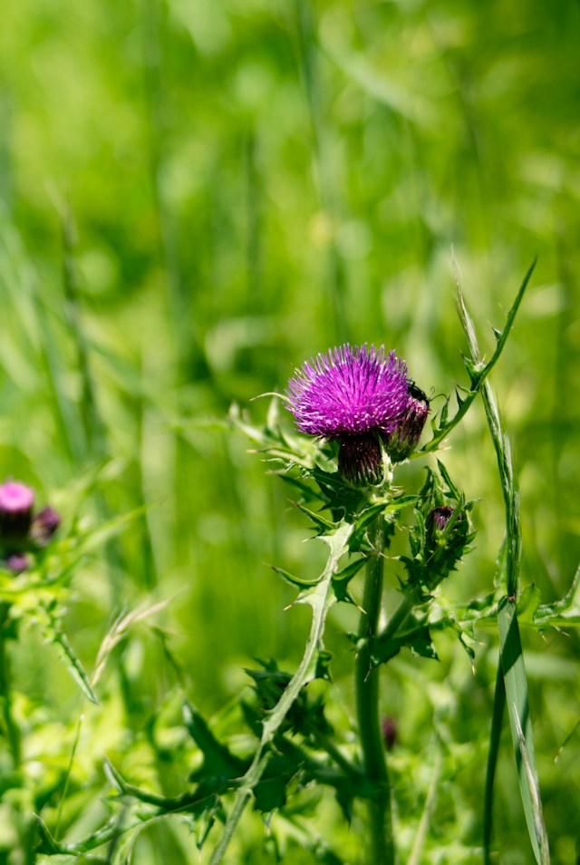 a purple Scotch Thistle in a grassy landscape