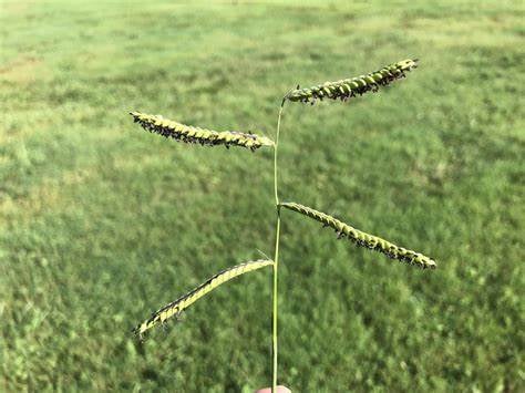 one Dallisgrass stem with wheat seeds