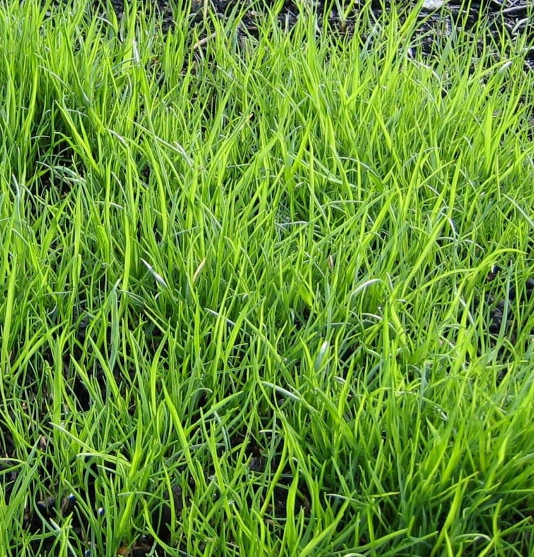 a lot of light green Tall Fescue weeds