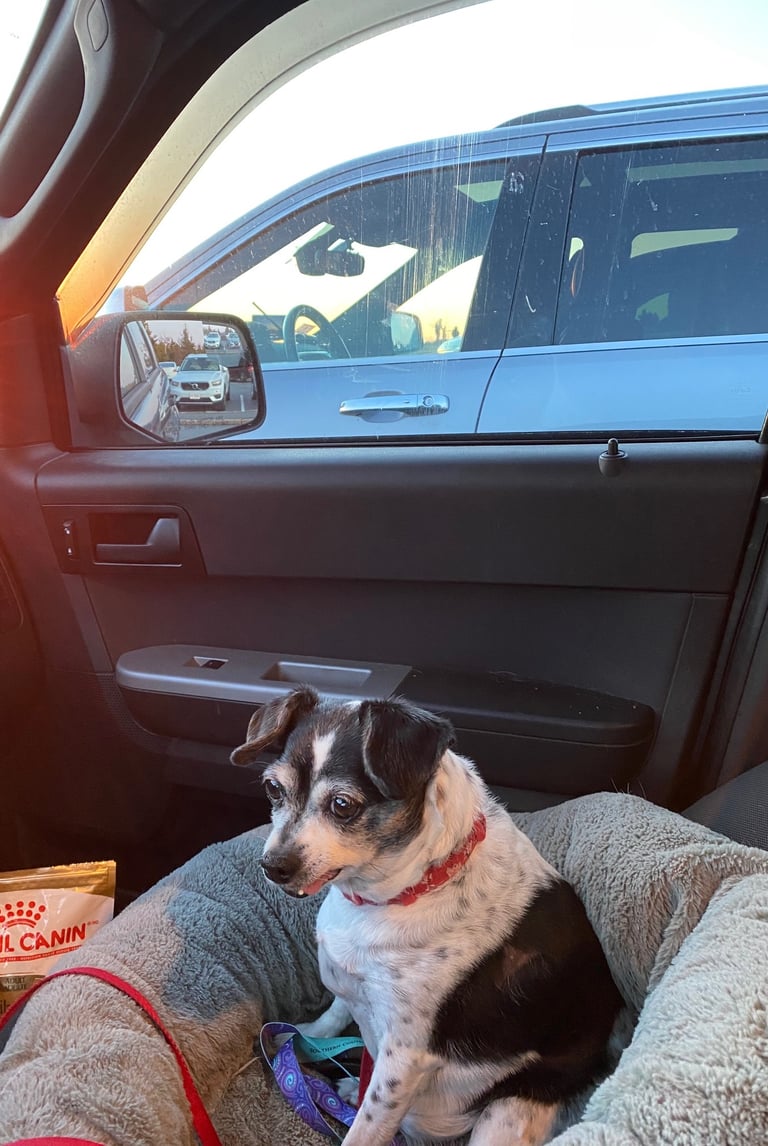 Gigi on the summit of Cadillac Summit Acadia National Park